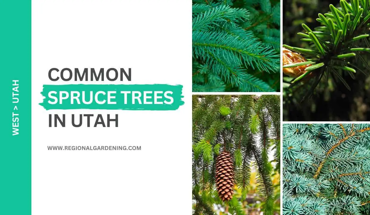 5 Common Spruce Trees In Utah