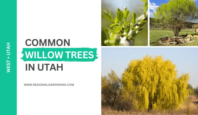 5 Common Willow Trees In Utah (Photos & Identification)
