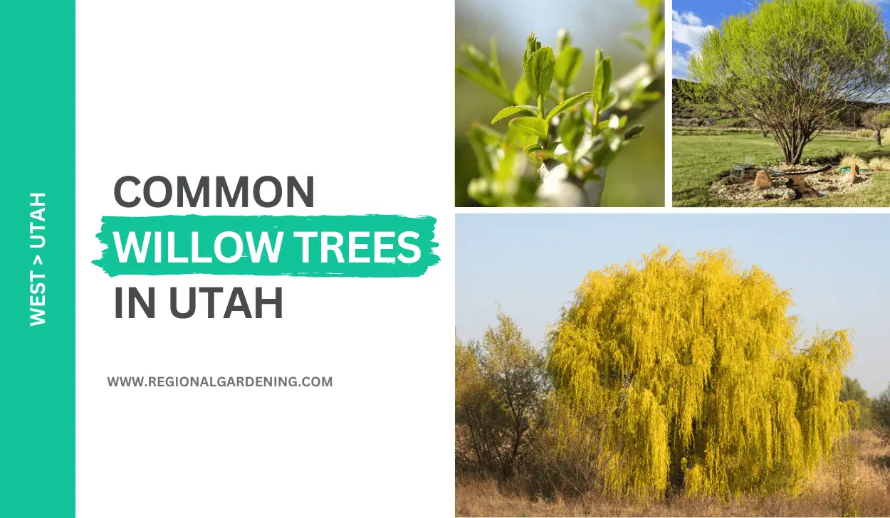 5 Common Willow Trees In Utah