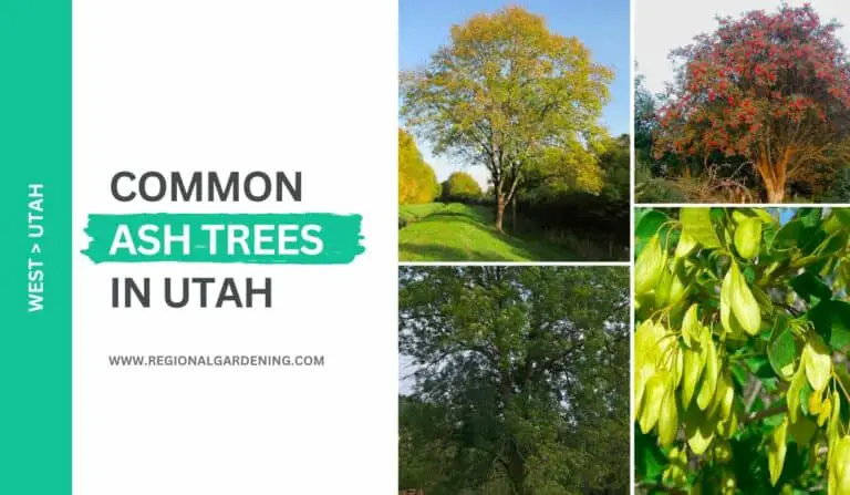 7 Common Ash Trees In Utah (Photos & Identification)