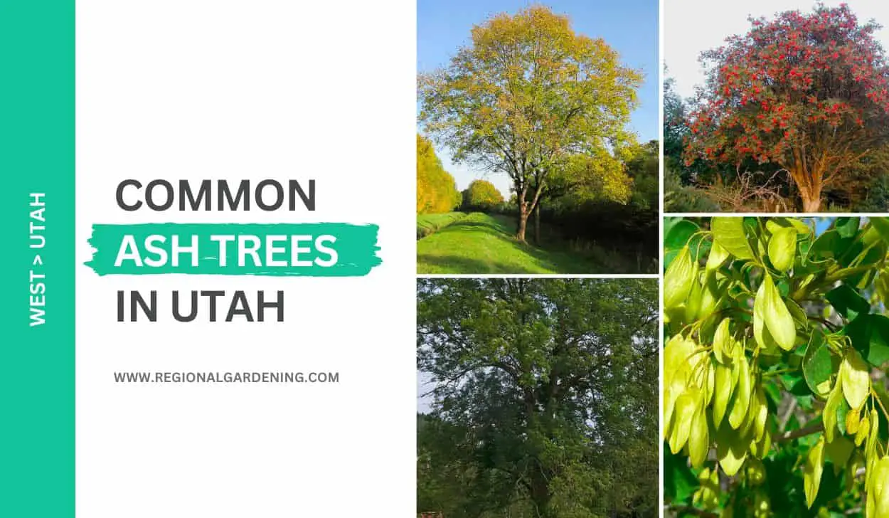 7 Common Ash Trees In Utah