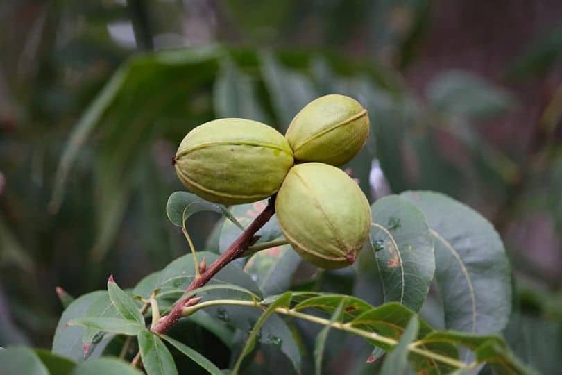 Arizona Walnut