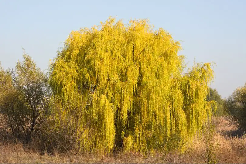 Black Willow