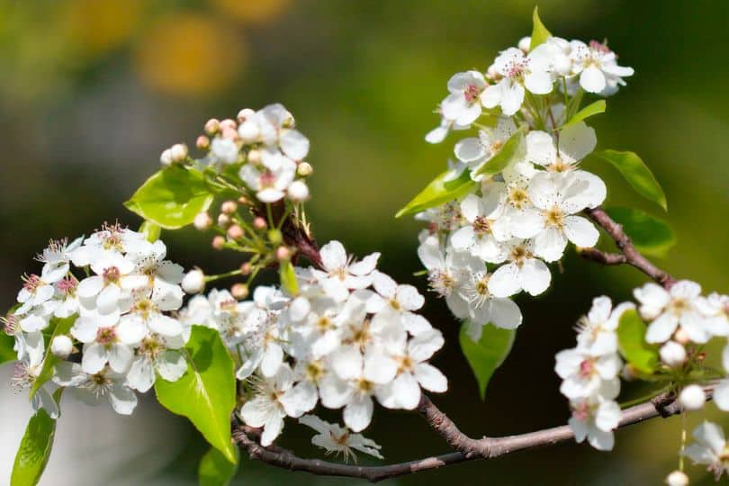 Callery Pear