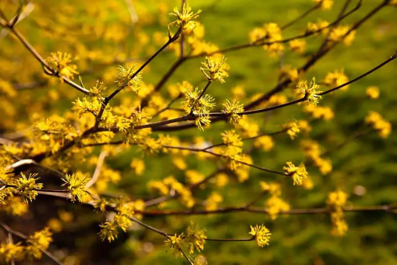 Cornelian Cherry Dogwood