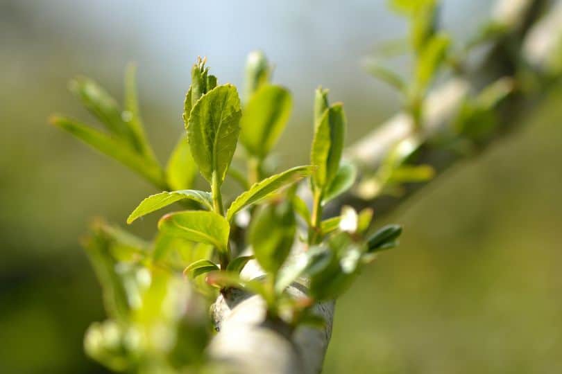 Crack Willow Leaves