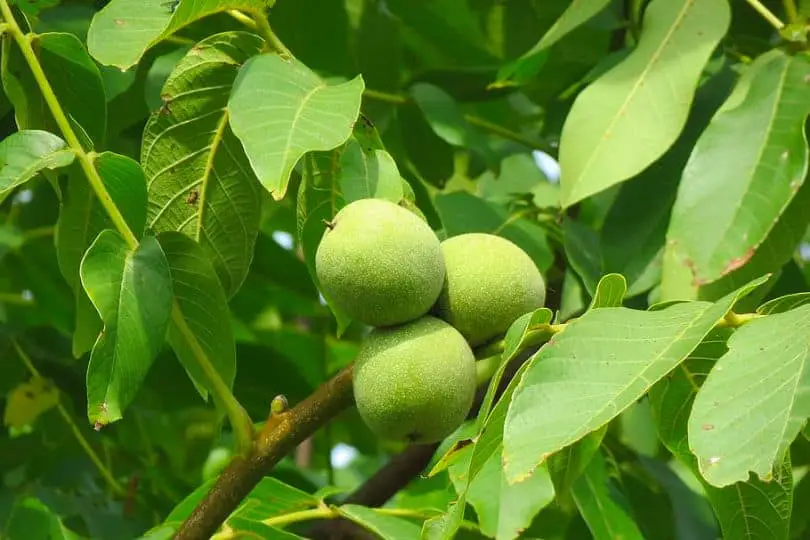 English Walnut