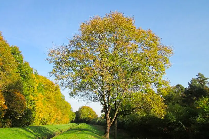 European Ash