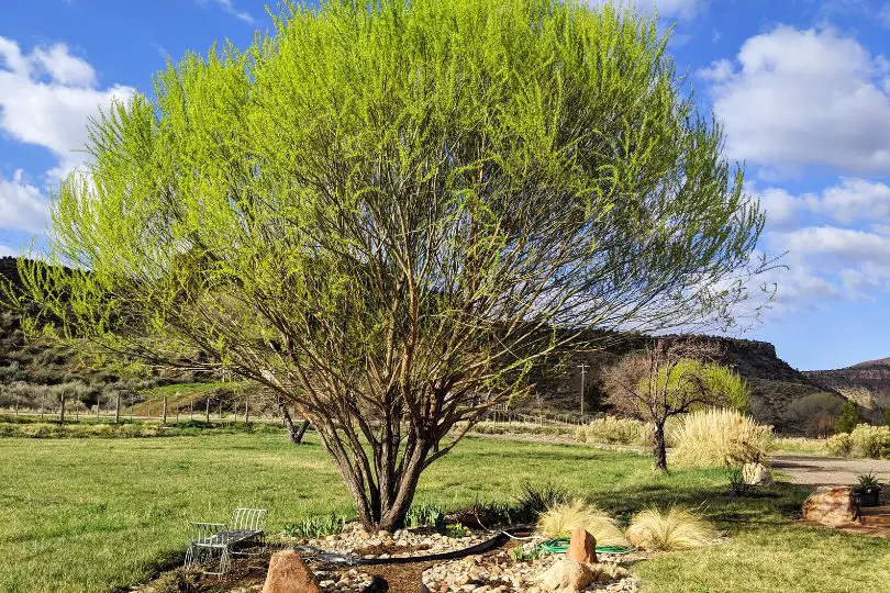 Globe Willow