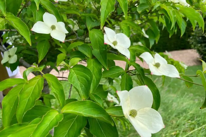 Kousa Dogwood Tree