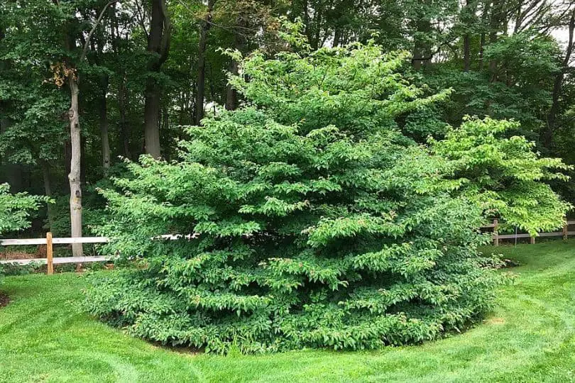 Pagoda Dogwood Tree