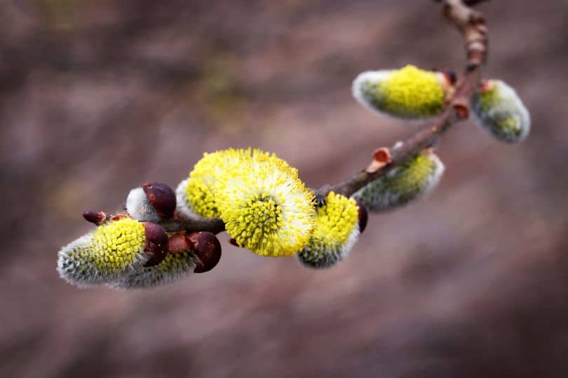 Peachleaf Willow Blooms