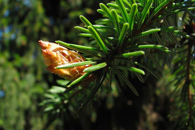 Serbian Spruce