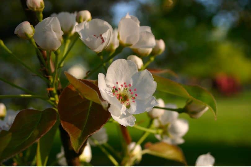 Ussurian Pear