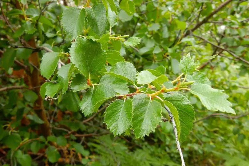 Water Birch Leaves