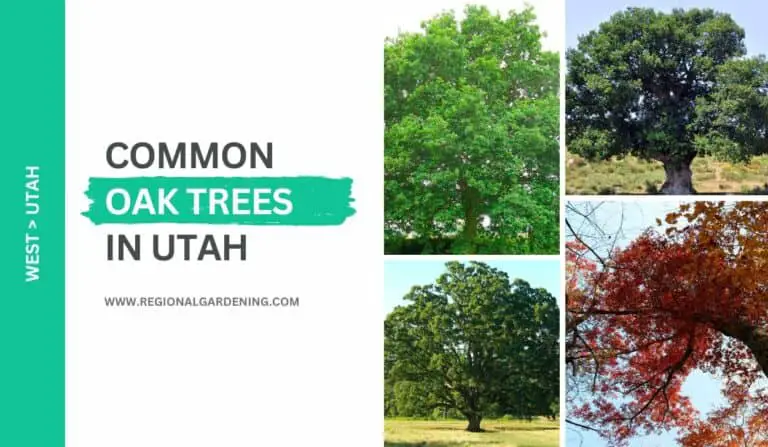 13 Common Oak Trees In Utah (Native & Non-Native Varieties)