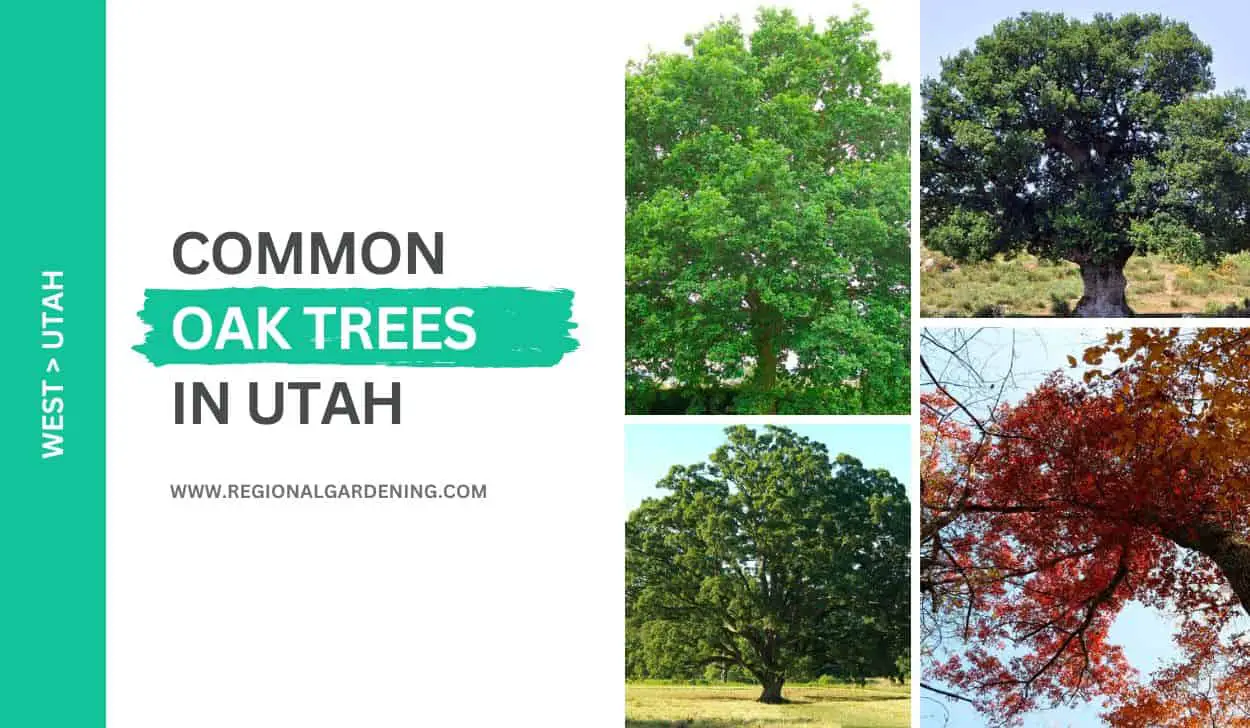 13 Common Oak Trees In Utah