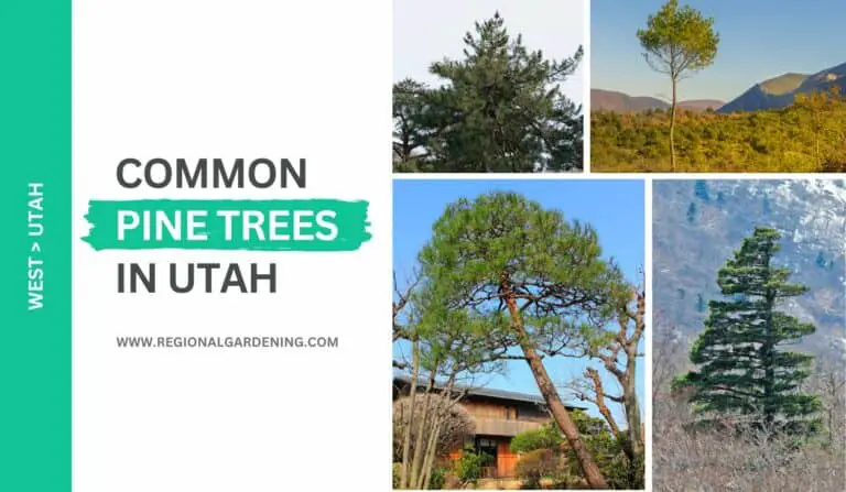 16 Common Pine Trees In Utah (Photos & Identification)