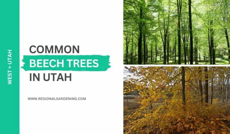 2 Common Beech Trees In Utah (Photos & Identification)