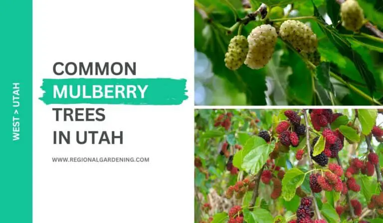 2 Mulberry Trees In Utah (Photos & Identification)