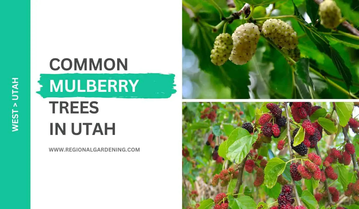 2 Common Mulberry Trees In Utah