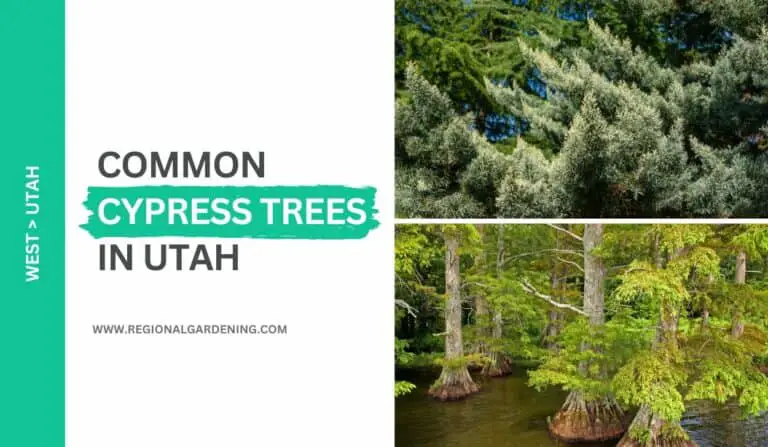 Common Cypress Trees In Utah (3 Types You Must Know)
