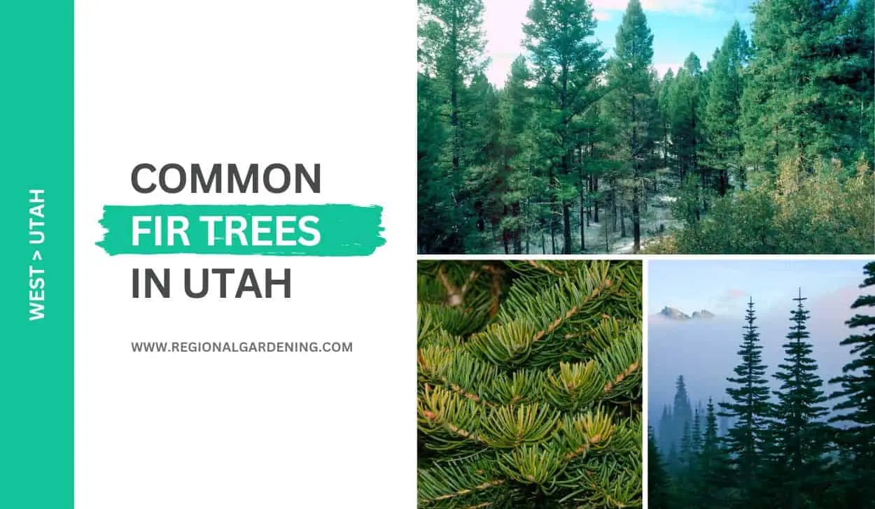 3 Common Fir Trees In Utah