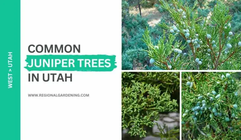 4 Common Juniper Trees In Utah (Photos & Identification)
