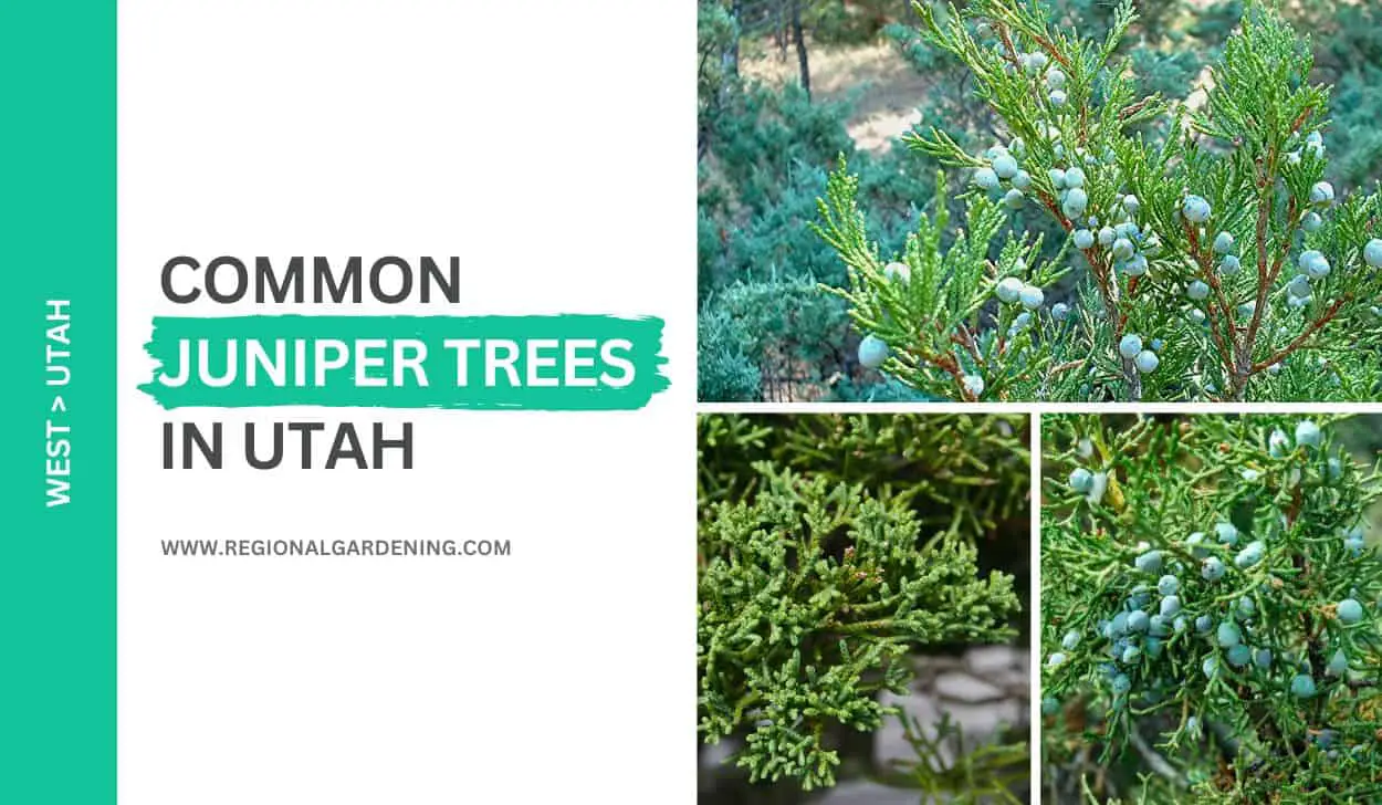 4 Common Juniper Trees In Utah