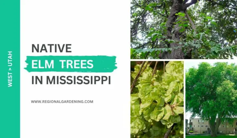 5 Native Elm Trees In Mississippi (Photos & Identification)