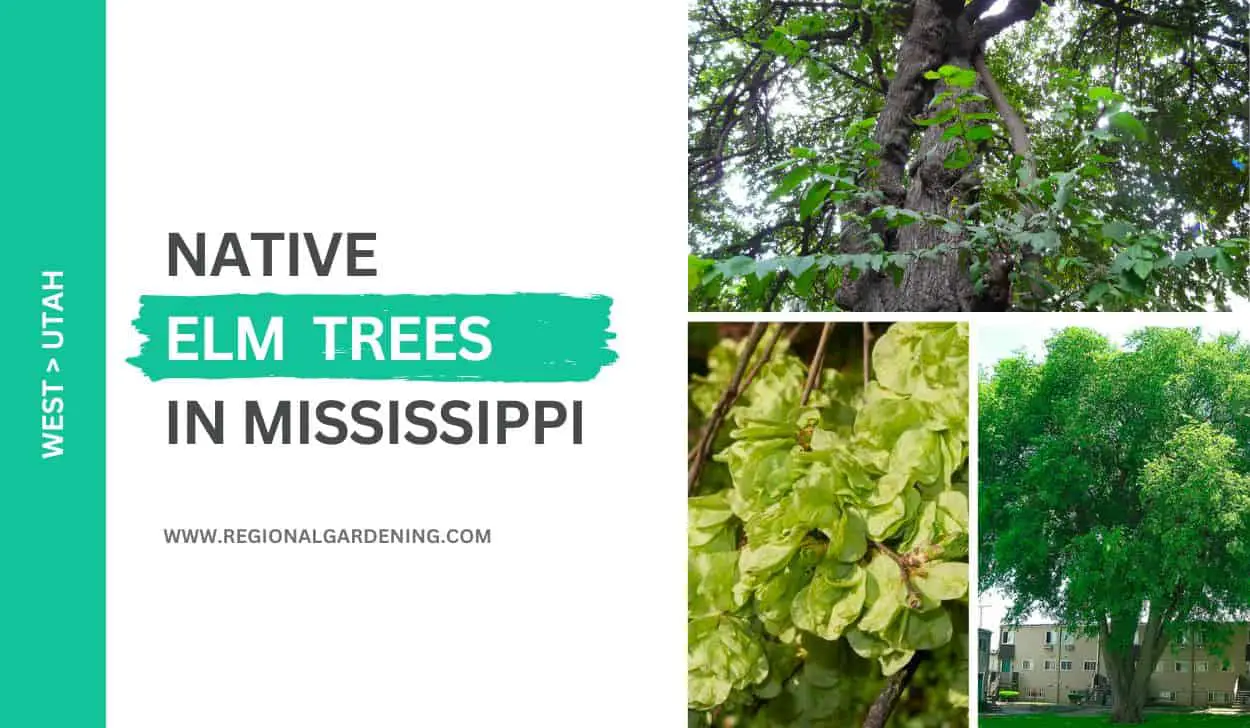 5 Native Elm Trees In Mississippi (Photos & Identification) - Regional ...