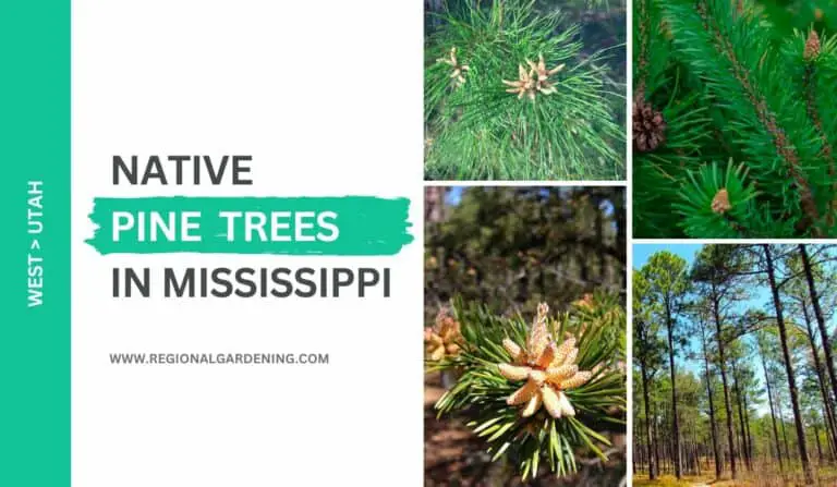 7 Native Pine Trees In Mississippi (Identification Guide)