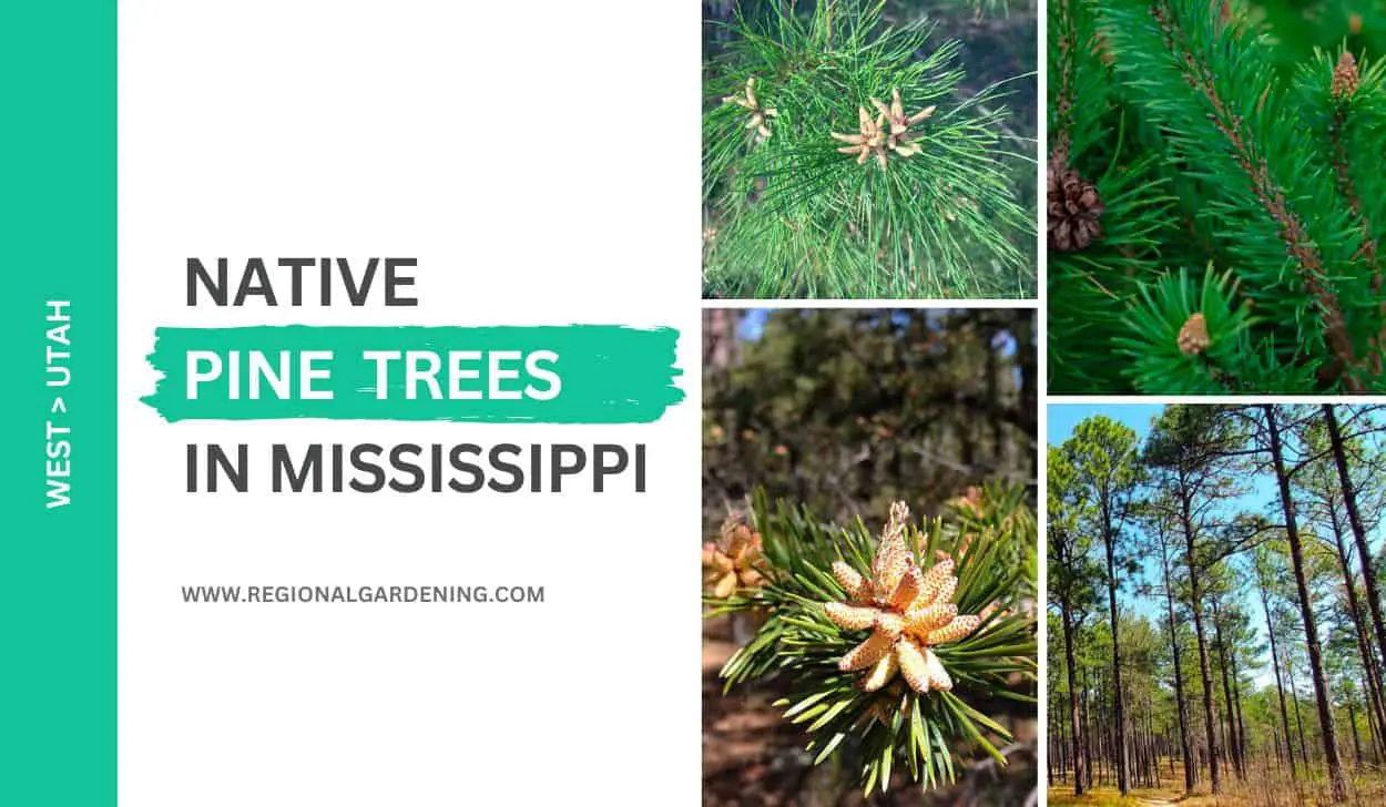 7 Native Pine Trees In Mississippi