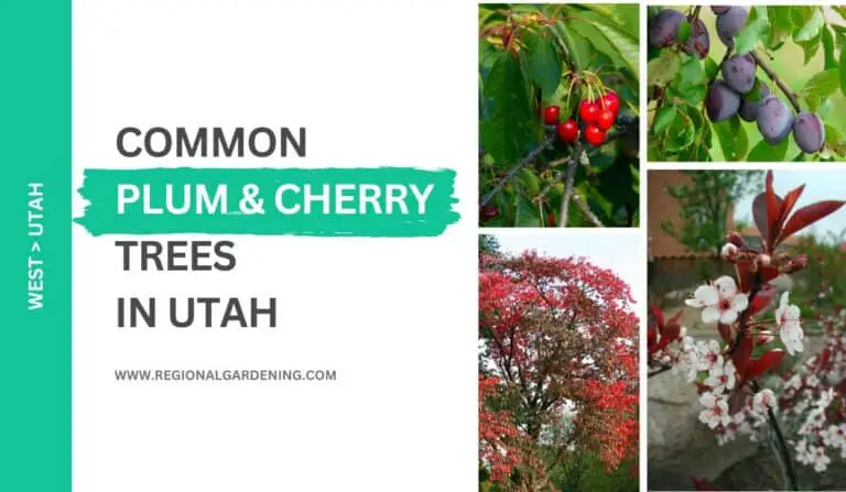 9 Common Plum & Cherry Trees In Utah (Photos & Descriptions)