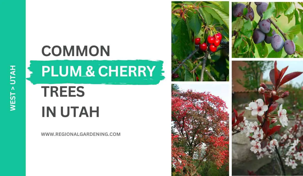 9 Common Plum & Cherry Trees In Utah