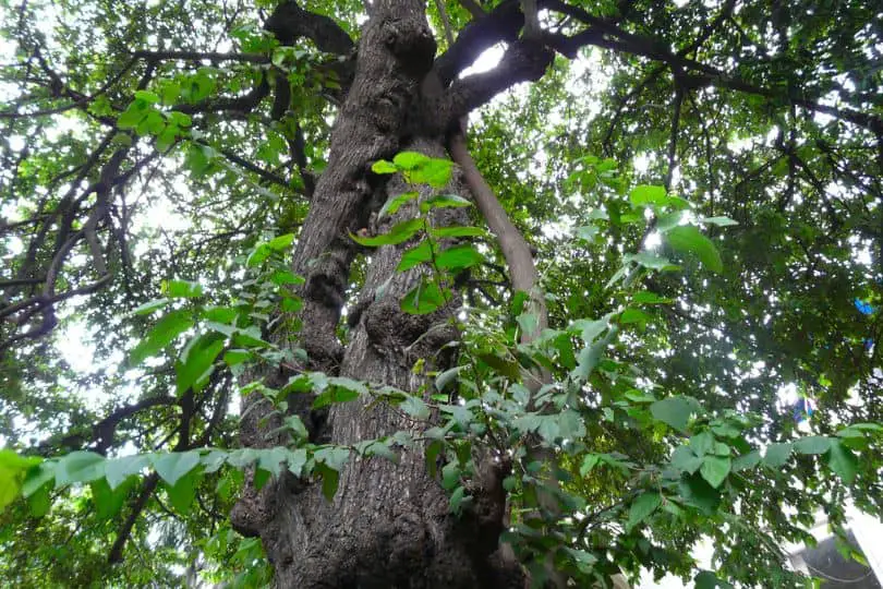 Cedar Elm