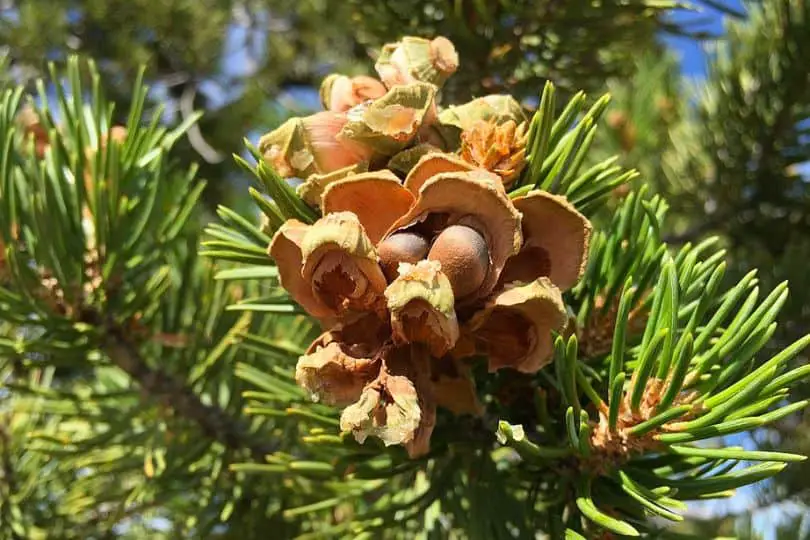 Colorado Pine