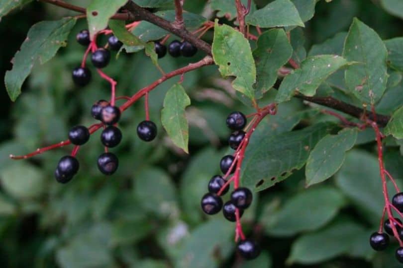 European Bird Cherry