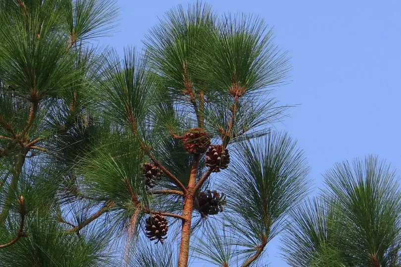 Himalayan Pine