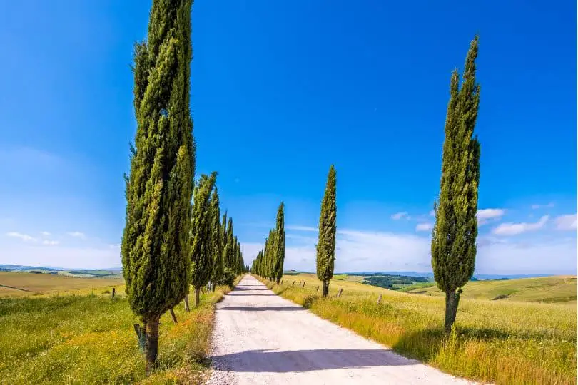 Italian Cypress Tree