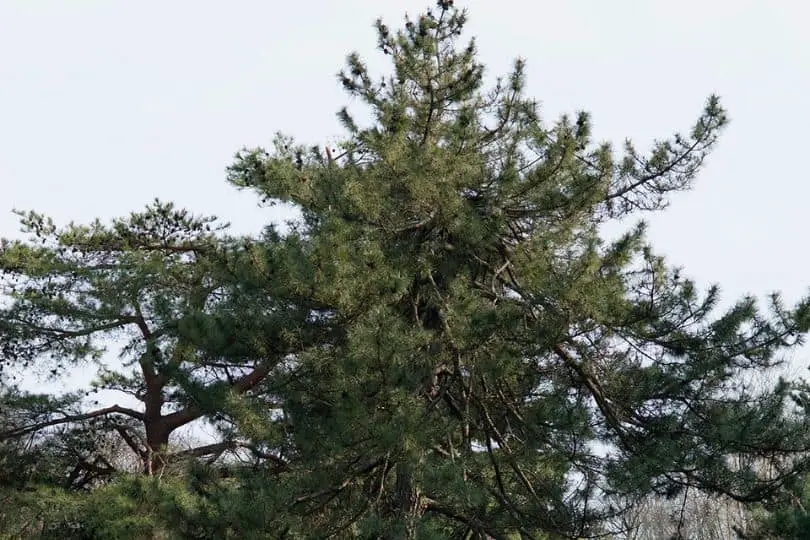 Japanese Black Pine