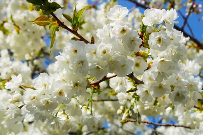 Japanese Flowering Cherry