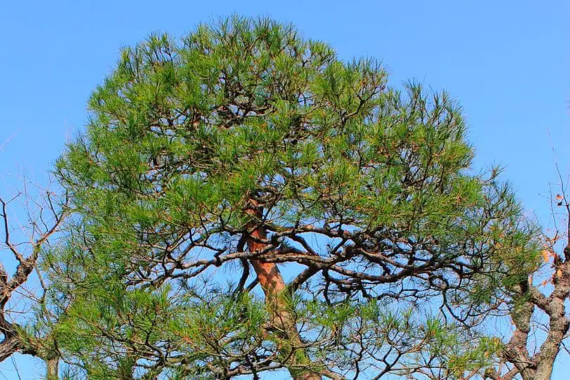 Japanese Red Pine