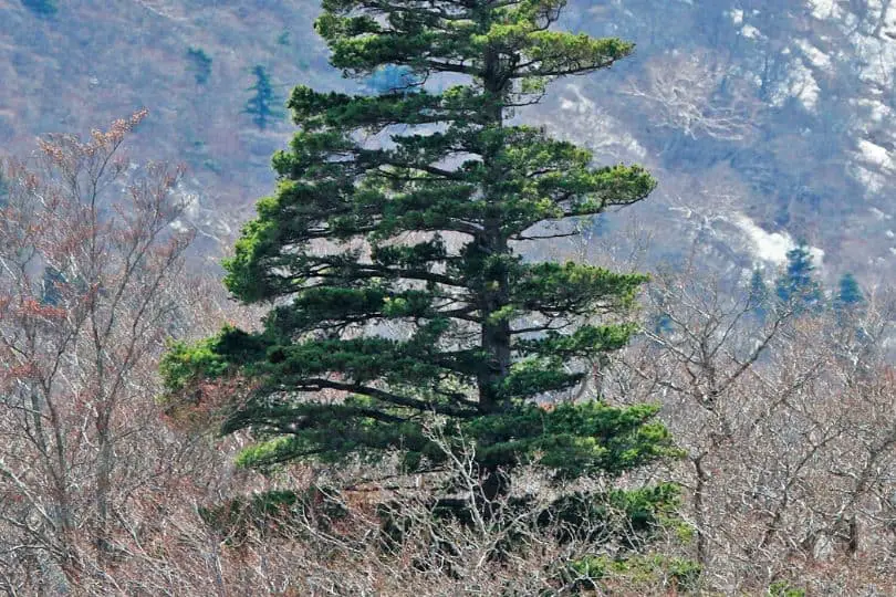 Japanese White Pine