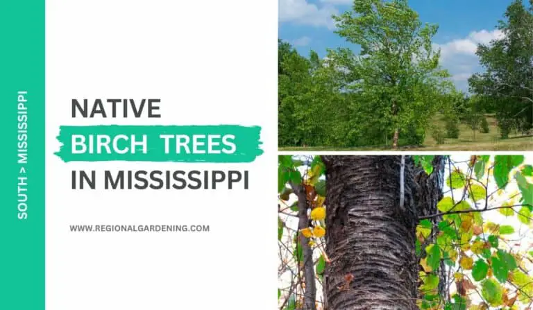 Native Birch Trees In Mississippi (2 Types You Must Know)