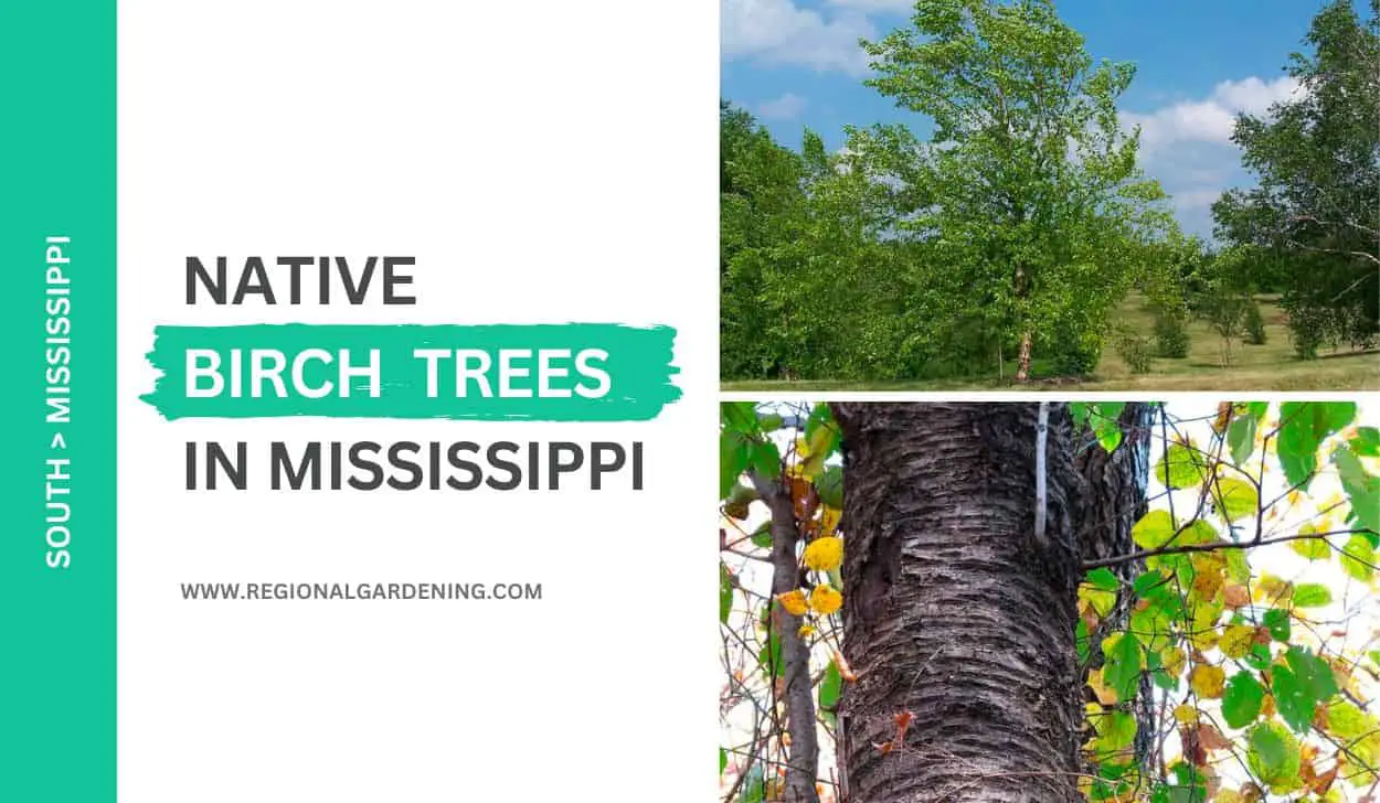 Native Birch Trees In Mississippi