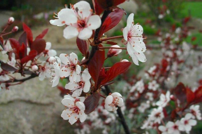 Purpleleaf Cherry