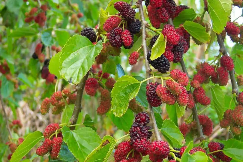 Red Mulberry Tree