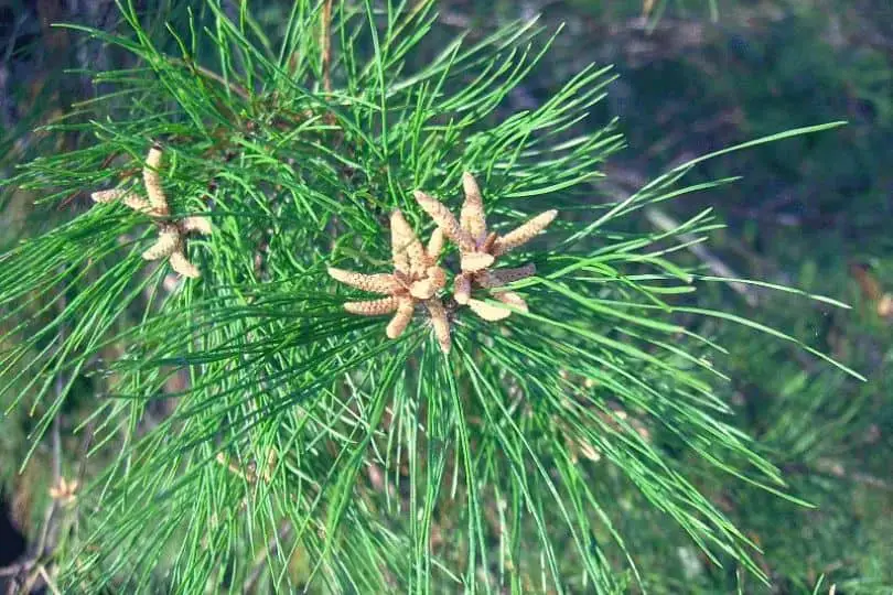 Sand Pine Tree