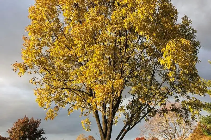 Sawtooth Oak